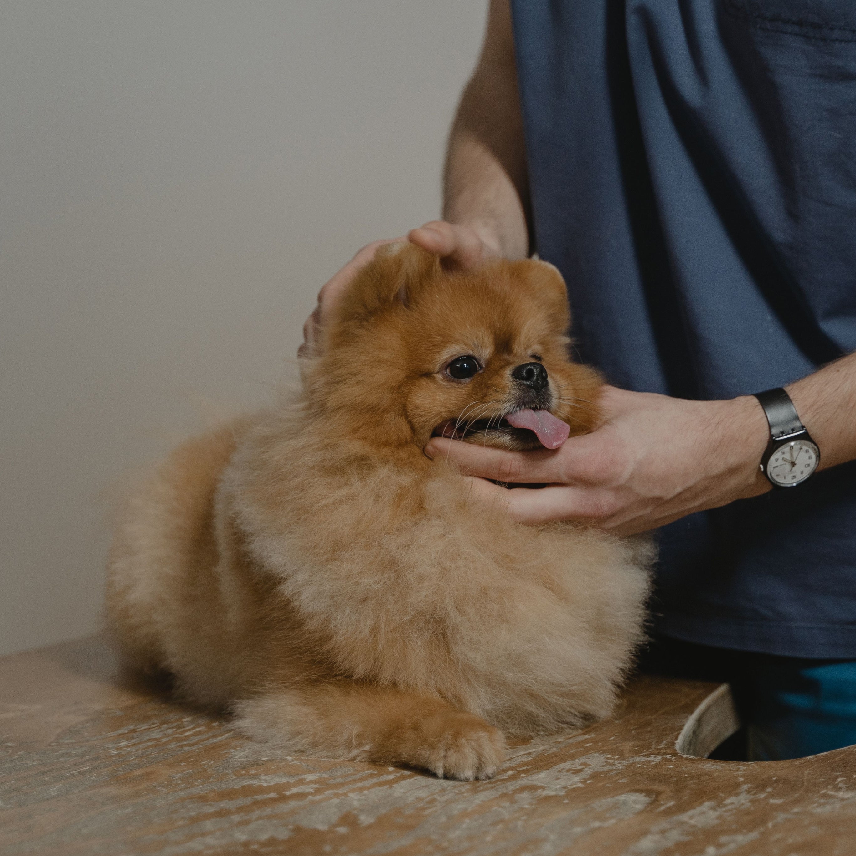 Gezondheidszorg voor huisdieren