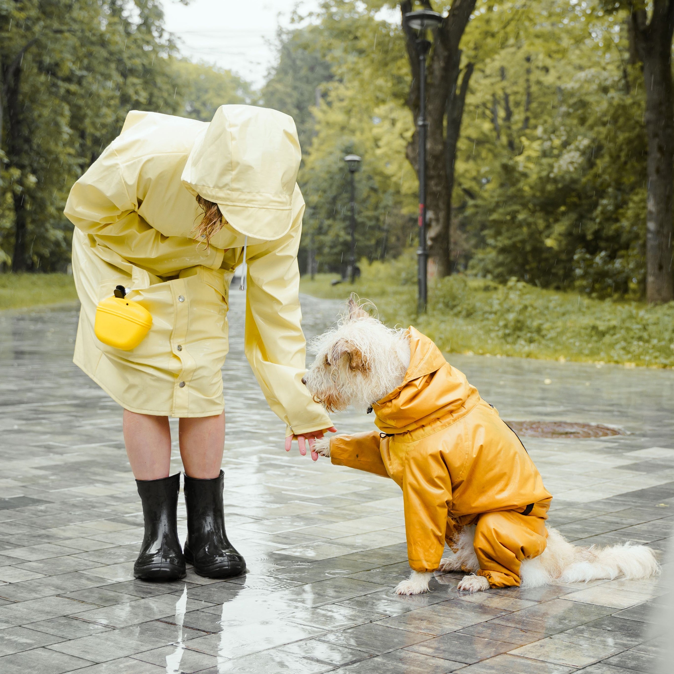 Veiligheid en training voor huisdieren