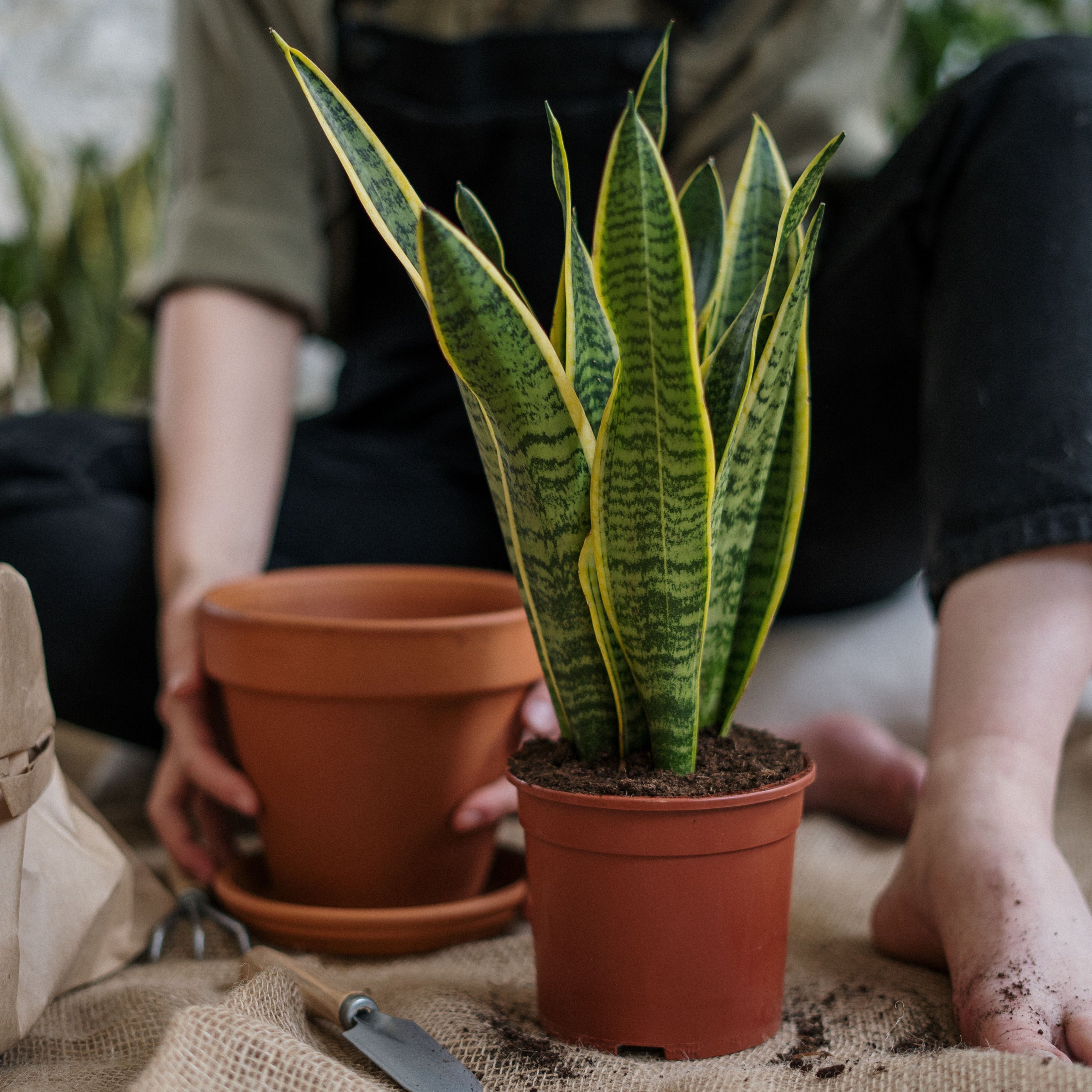 Plantenverzorging en kweken
