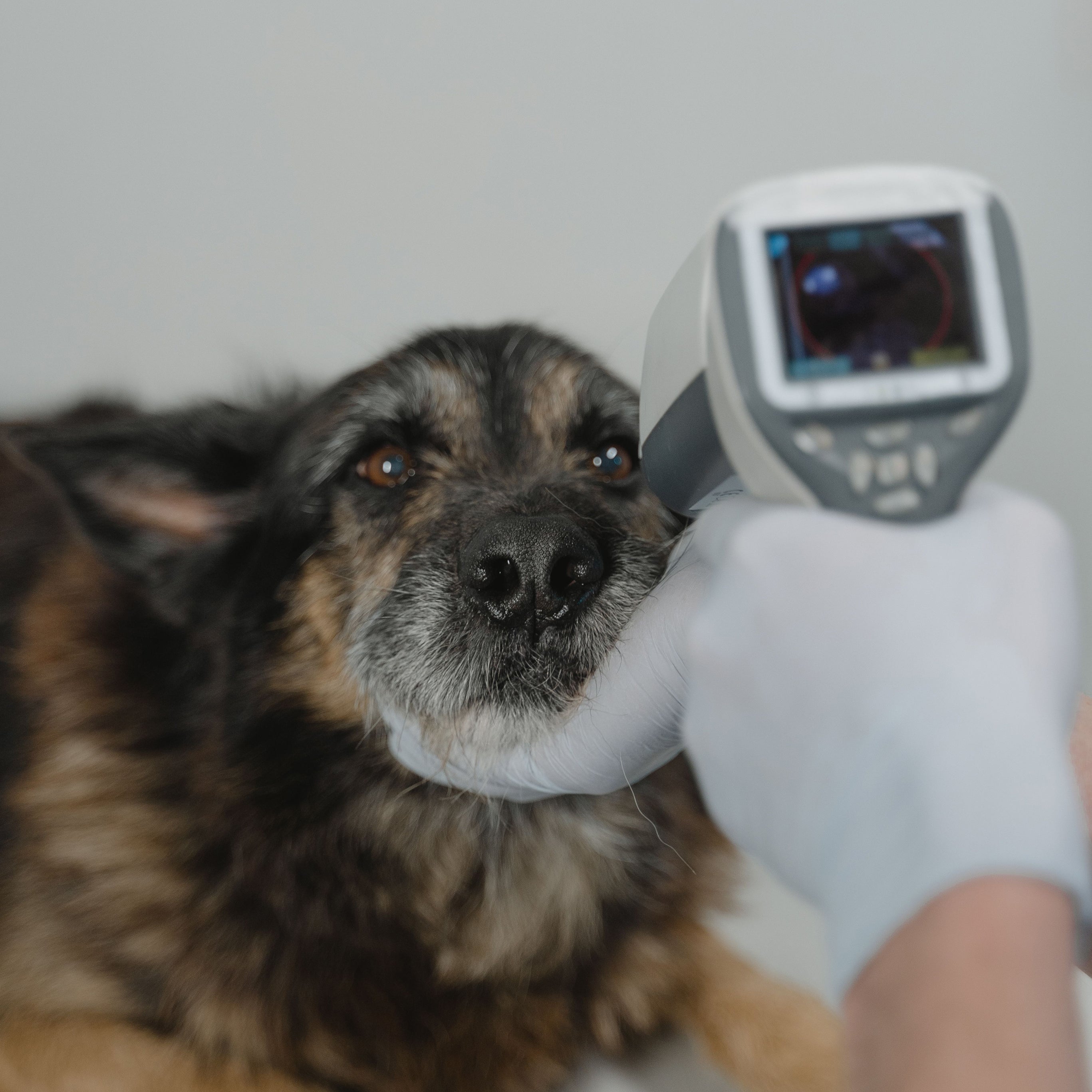 Gezondheidsaccessoires voor huisdieren