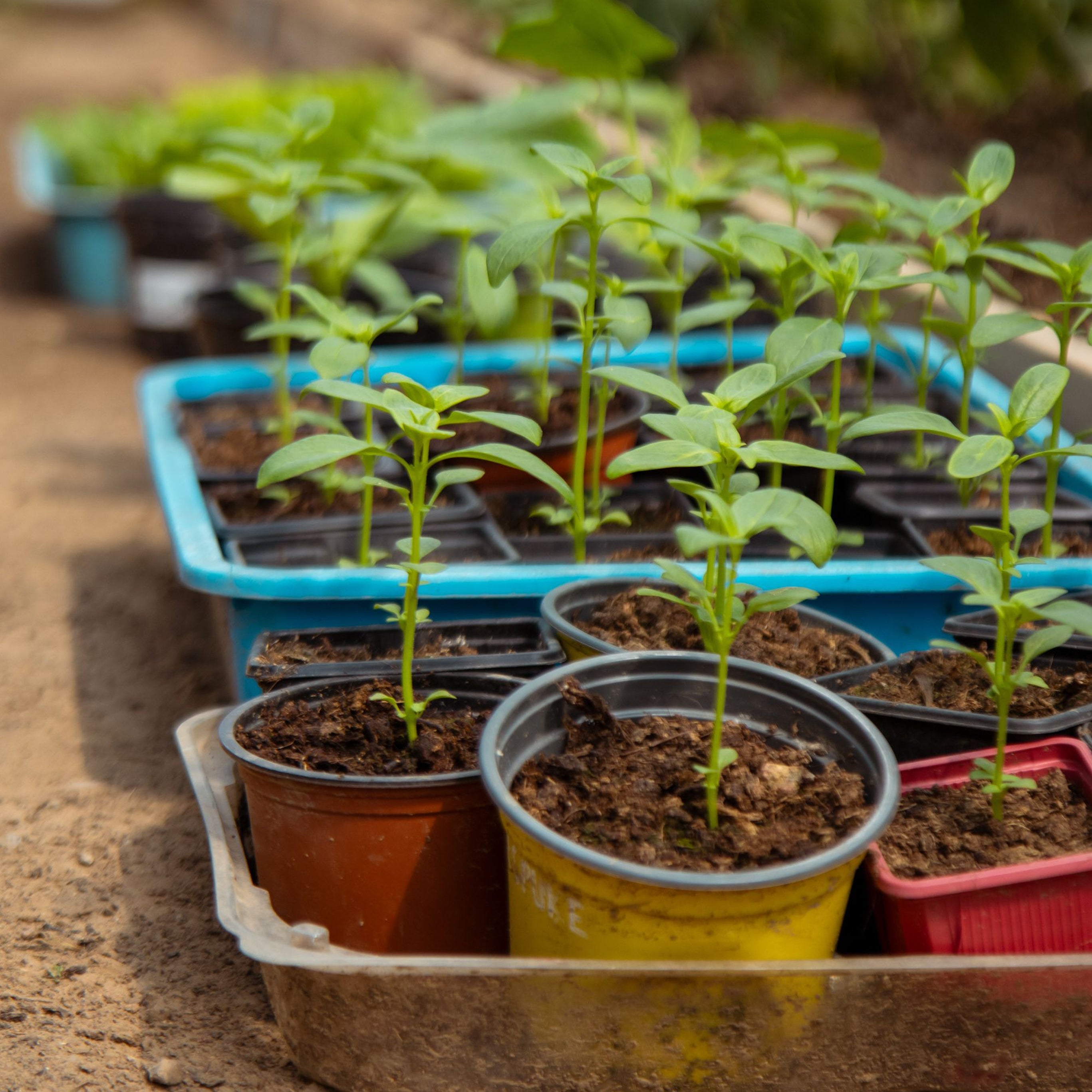Benodigdheden voor plantenkweek